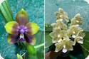 P. Mituo Princess Black Beauty x Mituo Golden Tiger Green Tiger